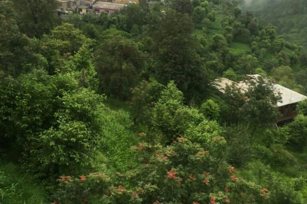 Valley View Family Unit Kasauli Εξωτερικό φωτογραφία